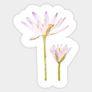 2 purple waterlily watercolor Sticker